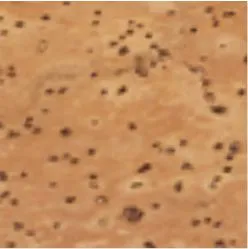 Espelho Personalizado RD 94898 TILBURY. Espelho espelhos, cosméticos, cosmético, senhora, manicura, maquiagem, amigo do ambiente