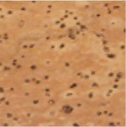 Pasta Personalizada de Cortiça